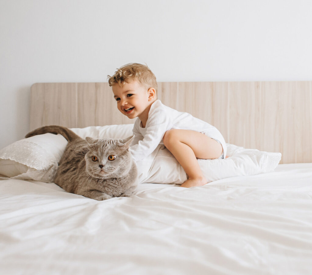 adorable smiling child playing with grey british shorthair on bed at home